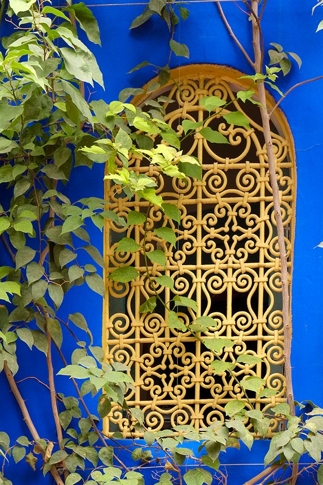 Marrakech-Morocco Plant life with cobalt blue backdrop